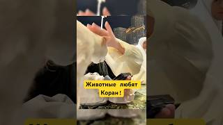 Почему Животные любят Слушать Коран?! #shotrs