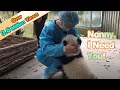 Frightened baby panda clings to nanny for comfort  ipanda