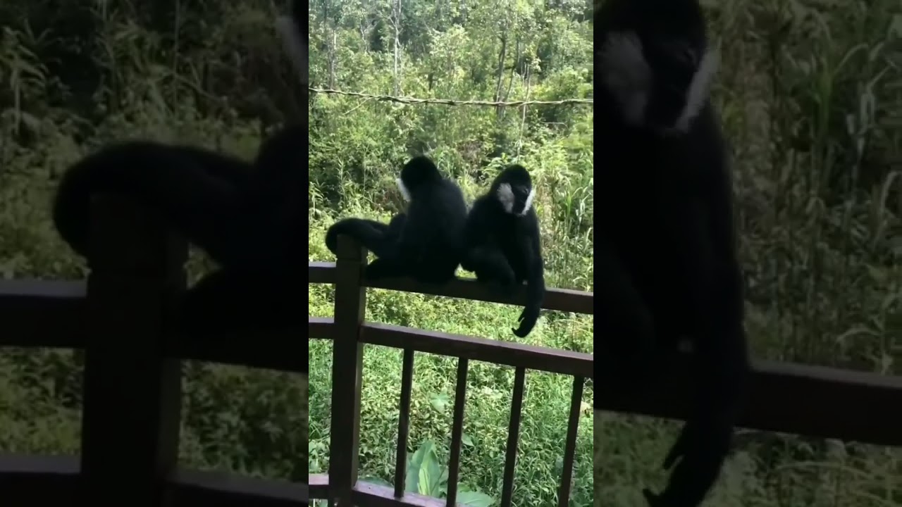 monkey 🐒🙈🙊🐵