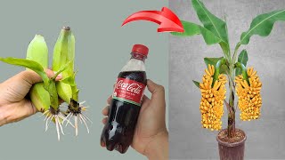 How to propagate banana trees with just 1 coca cola, super stimulating the tree to grow the fastest