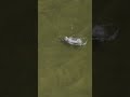 Ever seen a glide bait get erased from existence? #Fishing #Fish #Shorts #Nature #FishingLife