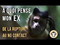 A quoi pense mon EX ? De la rupture au No Contact / Silence Radio