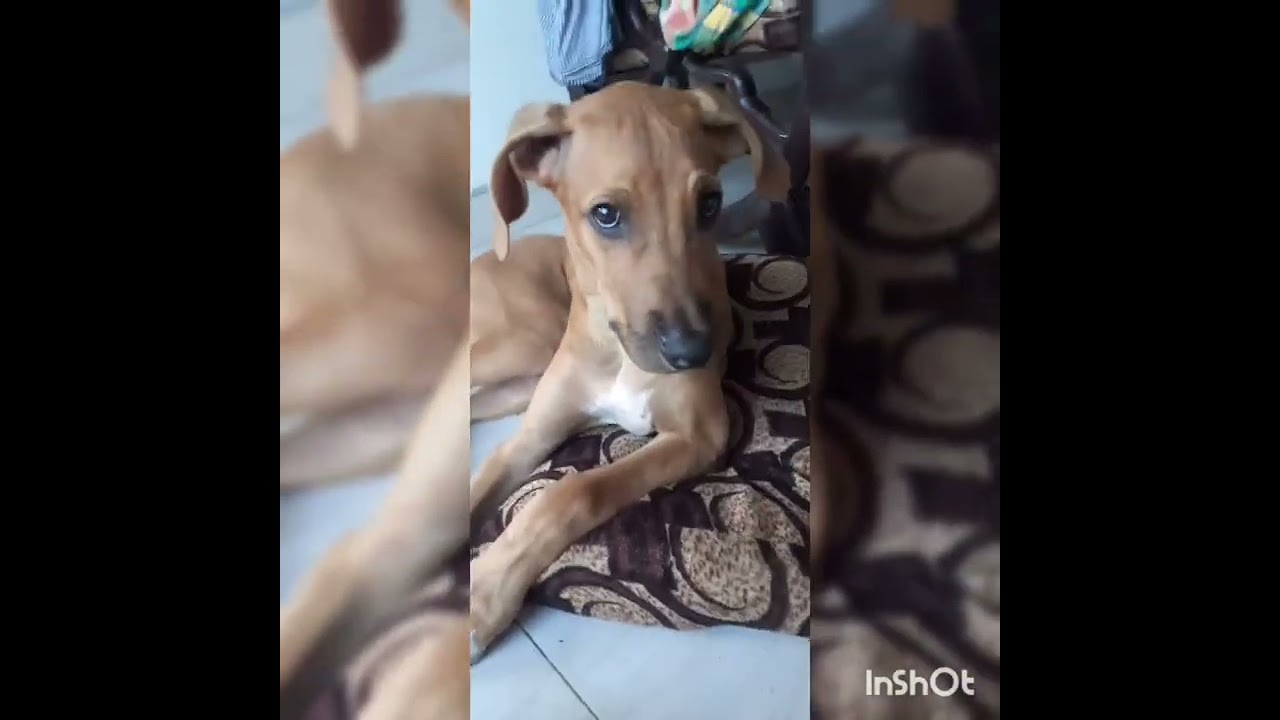 cute ridgeback puppy