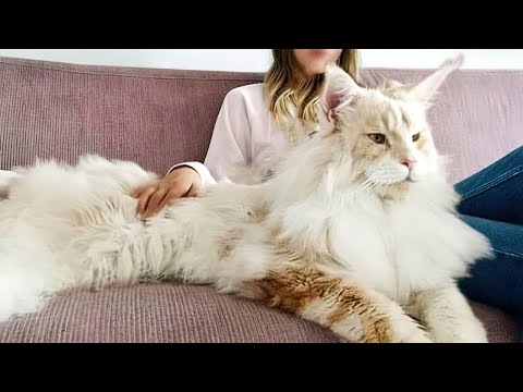 Video: Die Chausie-Katzenrasse: Eine exotische und wilde Haushybride