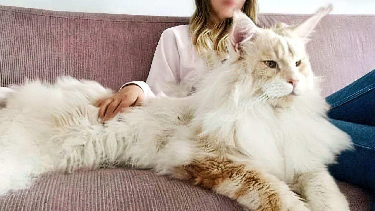 10 Unnormal große Katzenrassen! - YouTube