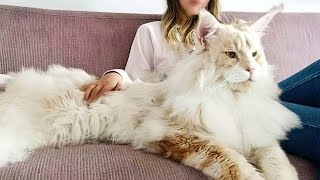 10 Unnormal große Katzenrassen!