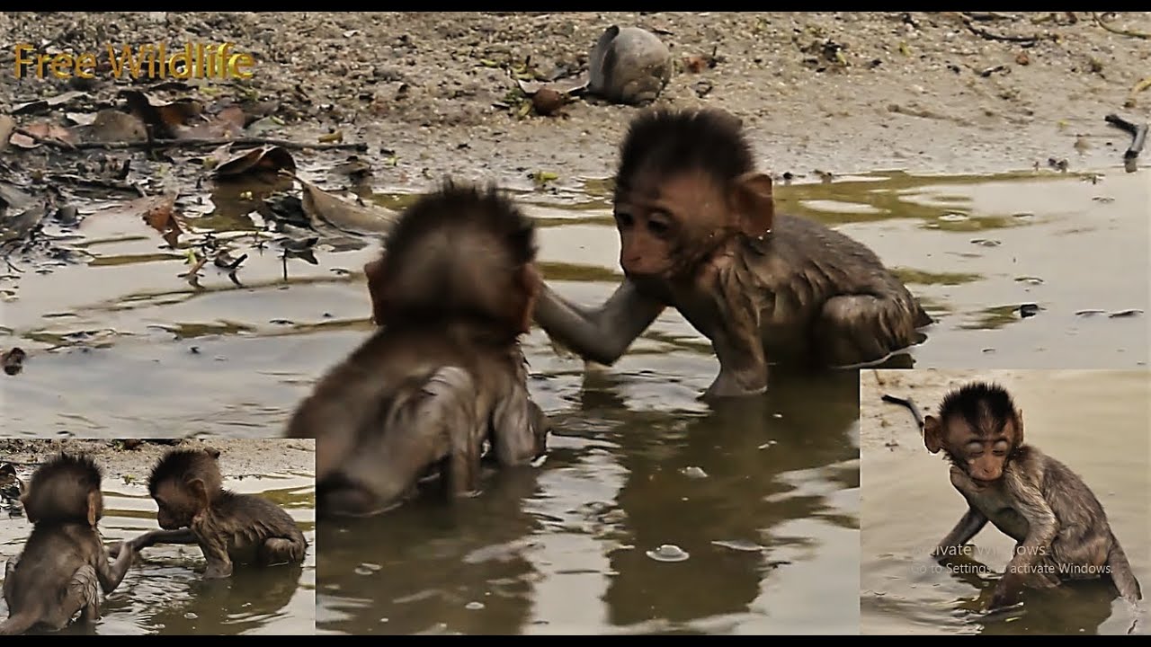 The twins take a bath and play with each other, rarely seeing Moy and Pee bathe together The twins take a bath and play with each other, rarely seeing Moy and Pee bathe together