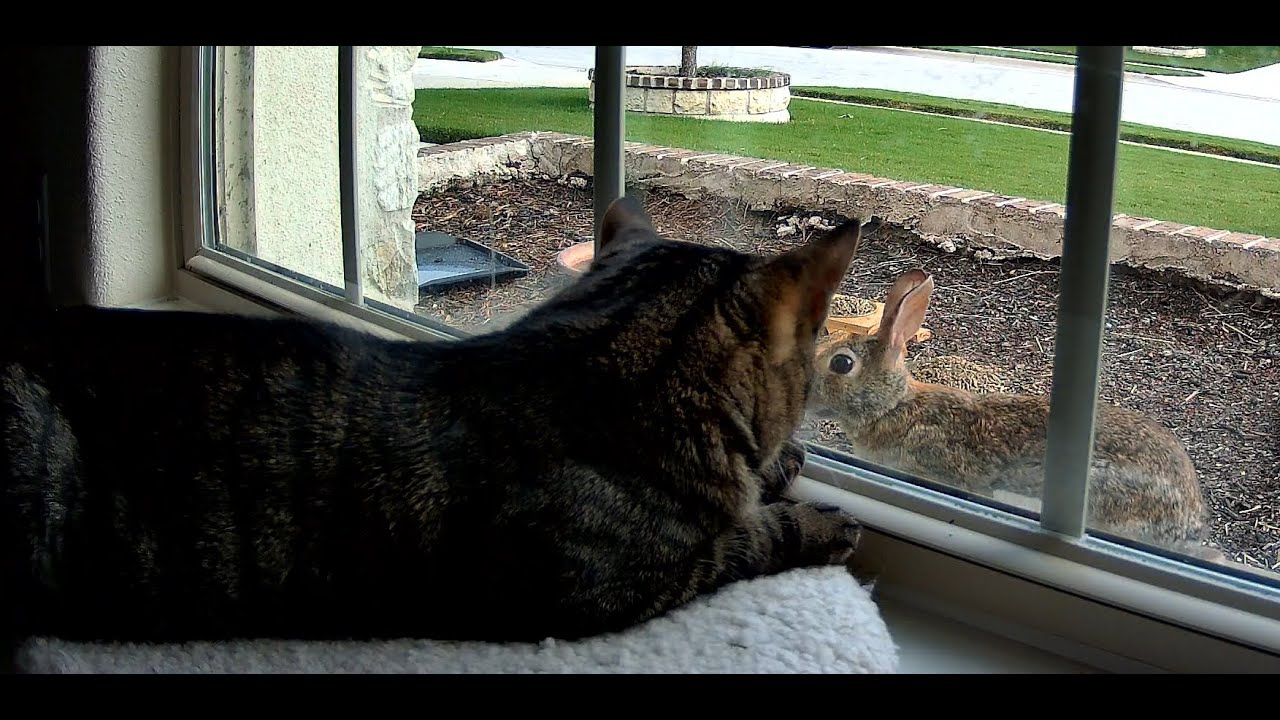 Dr. Atomic's Live Bunnycam