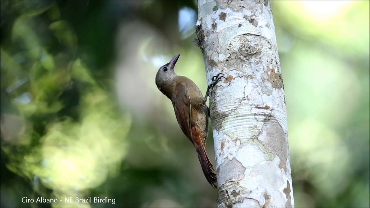 Brigida's Woodcreeper_arapaçu-de-loro-cinza_Hylexetastes brigidai