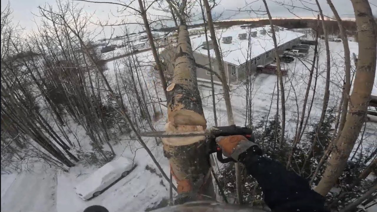 2 for 1 heavy leaning poplars