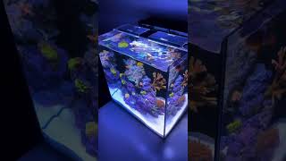 I mean, who wouldn't want a desktop reef too? 😉🪸
