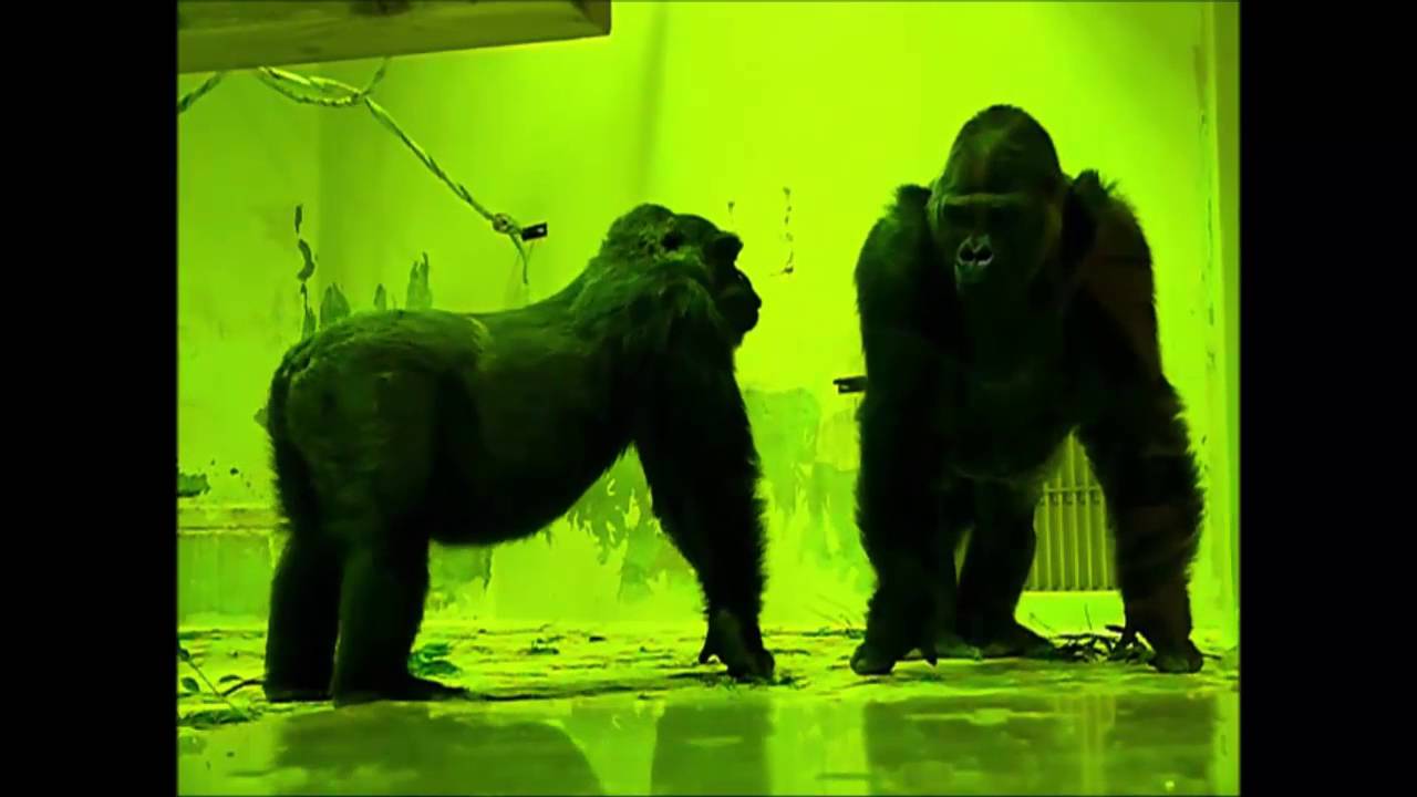 京都市動物園 ゴリラの交尾 閲覧注意 お子様には観せないでください Youtube 京都市動物園 ゴリラの交尾 閲覧注意 お子様には観せないでください Youtube