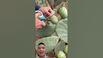 Ăn Xương Rồng Lê Gai #fruitcutting