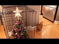 10 Ways To Survive Christmas With Cats!