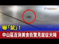 南西誠品天花板老鼠墜落事件