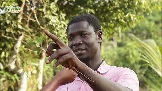 From The Classroom To Being A Farmer | Growing Cinnamon Trees Gives Me Stable Income. Watch Now