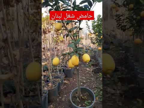 حامض مراكبي شغل لبنان