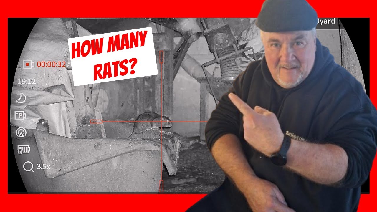 A record night!! More rats than I could count!! - YouTube