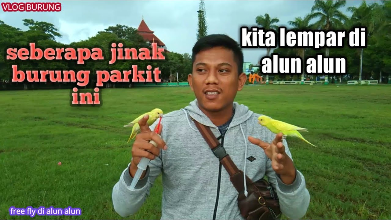 burung parkit free fly di alun alun