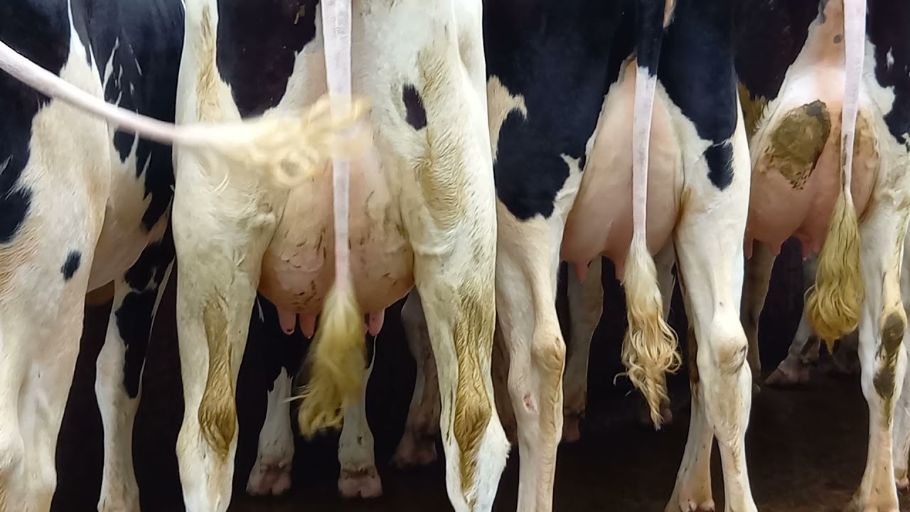 Lisduff Sale 2021 - Milking Heifers