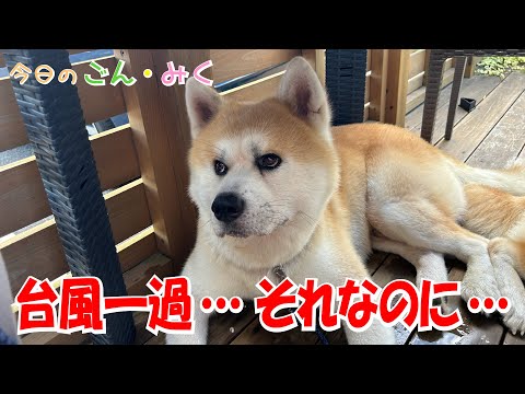 台風一過… それなのに… 今日のごん・みく♡ 秋田犬【ごん・みく チャンネル】