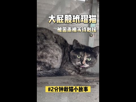 大屁股玳瑁猫被困雨棚！救下来后疯狂求摸摸～