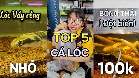 TOP 5 dòng CÁ LÓC nên MUA NHẤT shop tui ! không tới 100k !
