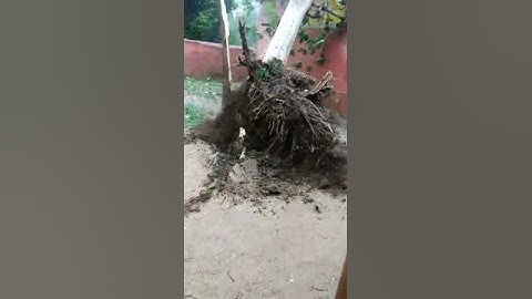 Strong wind uprooted huge tree