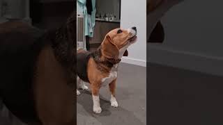 The BEAGLEs Secret SUPERPOWER 🧬👃 #SHORTS