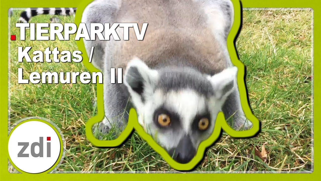 Kattas / Lemuren II • TierparkTV mit LekkerWissen im Tierpark + Fossilum Bochum