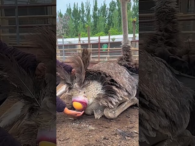 #shorts ostrich hatching eggs 🥚  #short class=