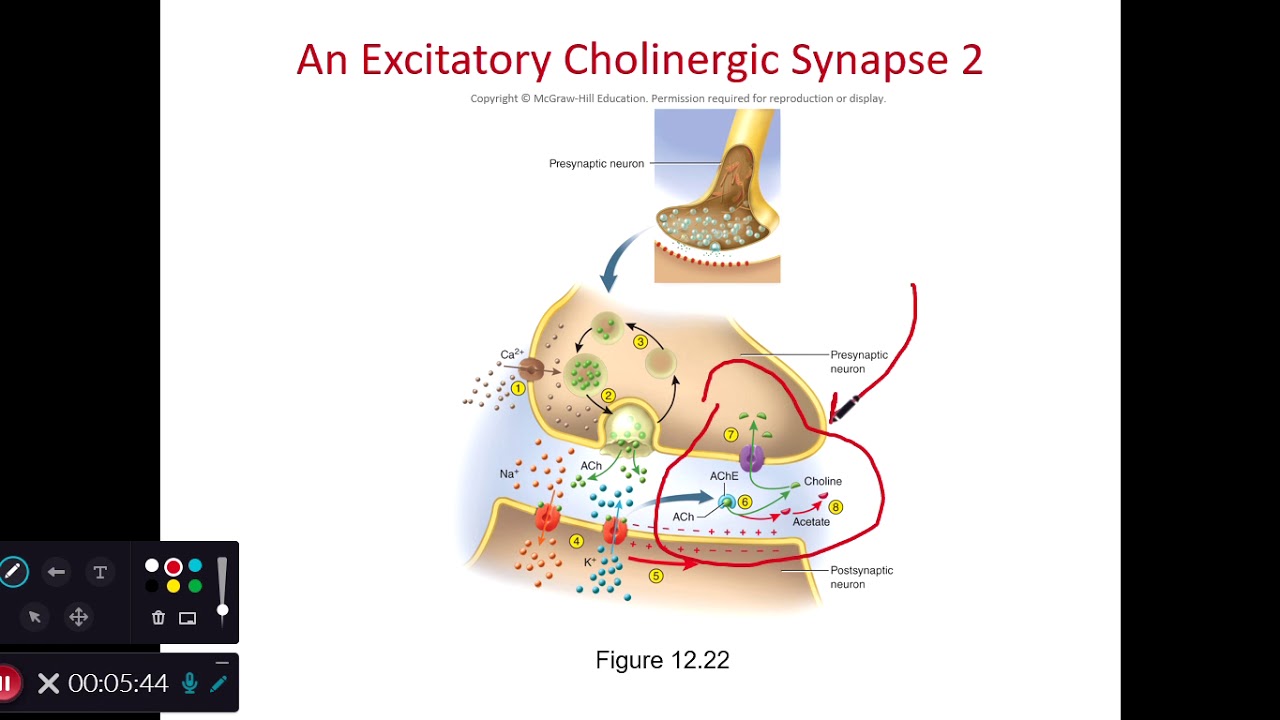 BIOL 214 Synaptic Transmission (Ch 12 Part 13) - YouTube