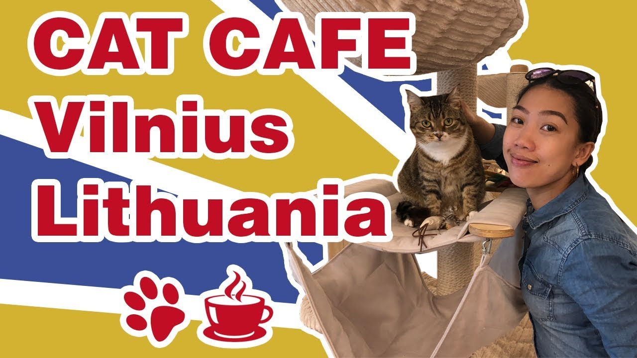 Cat Cafe😺 in Vilnius, Lithuania Good cafeteria in Vilnius YouTube