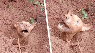 埋められた犬を掘り起こそうとする住民たち。犬の隣にいたものは彼らを悲痛な気持ちにさせた