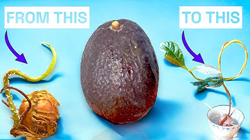 How I Turned My Home into an Avocado Forest