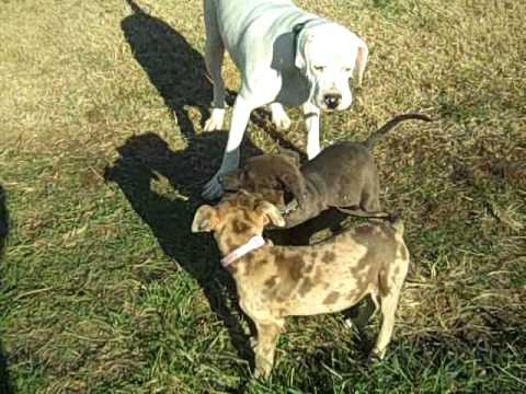 PUPPIES MURRAY AND LEXI WITH GRANT MIKE AND JERI TAYLOR OLMSTEAD KY