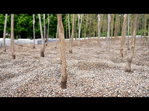 Video: Hvad er et grusbed: Sådan laver du et grusbed til træer