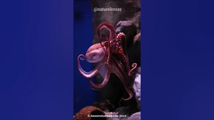 Octopus | Nature's Greatest Escape Artist