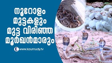 Wow ! Cobra hatchlings breaking through about 100 eggs | Snake Master EP 246 | Kaumudy TV