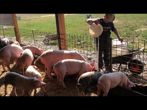 Video: Cum Să Crești Porci