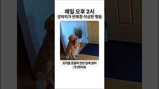 매일 오후 2시, 강아지가 반복한 이상한 행동