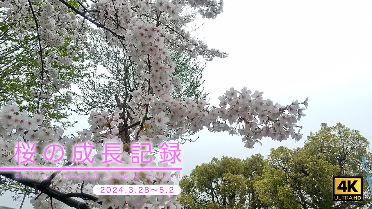36日間の観測』桜の成長記録 2024 🌸ソメイヨシノ🌸【 4K 】 [ Cherry 36日間の観測』桜の成長記録 2024 🌸ソメイヨシノ🌸【 4K 】 [ Cherry