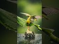When the World Rains, Love Becomes Shelter” #birds #biral #shots #birdsounds #animaltraining
