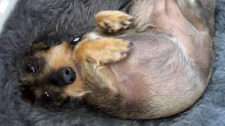 Download Lagu Ruwharige dwergteckel Floortje wordt nou eens wakker! MP3