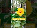 #gardening