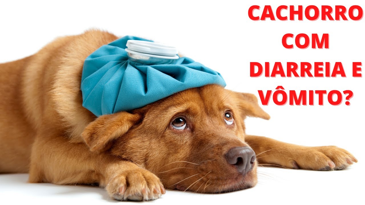 RECEITA CASEIRA PARA CACHORRO COM VÔMITO E DIARREIA - YouTube