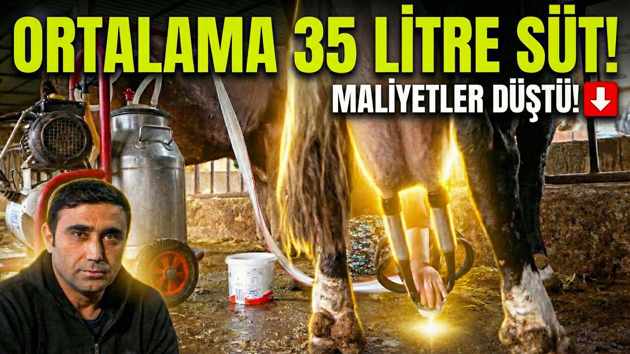 35 Litre Süt Verimi ve Kızgınlık Problemleri Çözüldü! 🥛🐄 (Daha Ucuz, Daha Doğal)