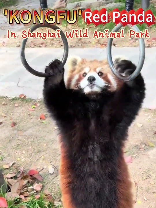 ‘KONGFU' Red Panda in Shanghai Wild Animal Park#shanghai #wildlife #zoo