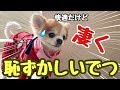 雨の散歩は快適になるけど超恥ずかしい犬専用の傘！【チワワ】