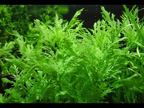 Aquarium Plants Live Bunnycart.com by Bunnycart5 on DeviantArt